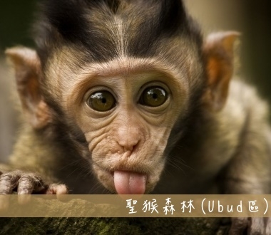 聖猴森林Monkey Forest